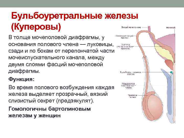 Бульбоуретральные железы (Куперовы) В толще мочеполовой диафрагмы, у основания полового члена — луковицы, сзади