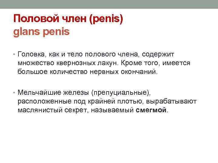 Половой член (penis) glans penis • Головка, как и тело полового члена, содержит множество