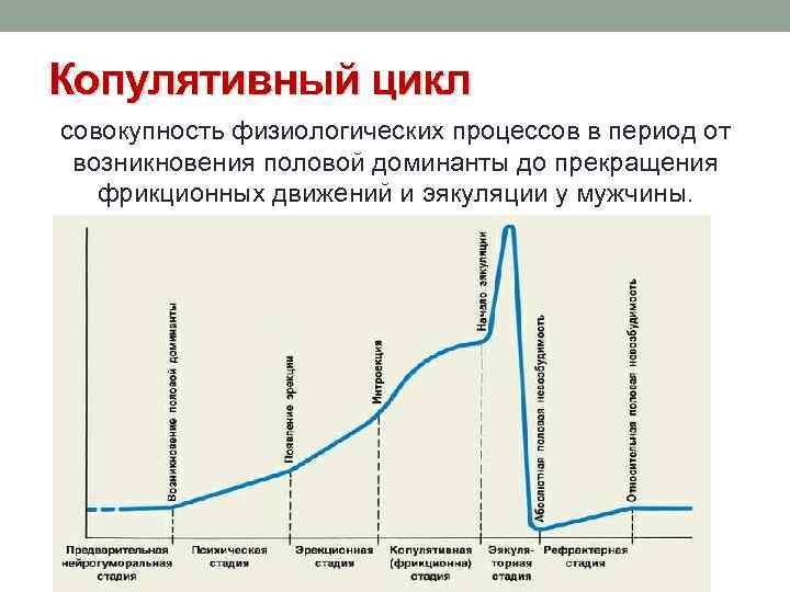 Женские и мужские циклы