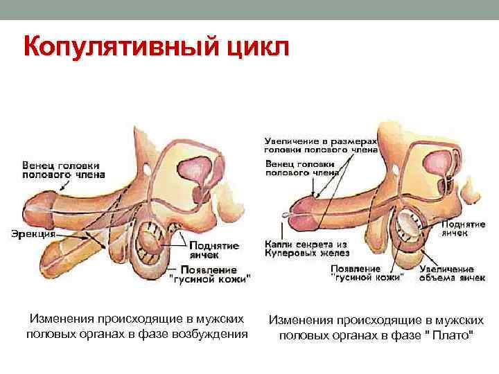 Копулятивный цикл Изменения происходящие в мужских половых органах в фазе возбуждения Изменения происходящие в