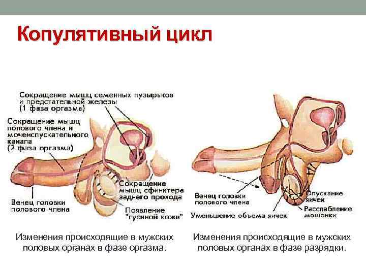 Копулятивный цикл Изменения происходящие в мужских половых органах в фазе оргазма. Изменения происходящие в