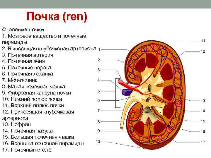 Почка (ren) Строение почки: 1. Мозговое вещество и почечные пирамиды 2. Выносящая клубочковая артериола