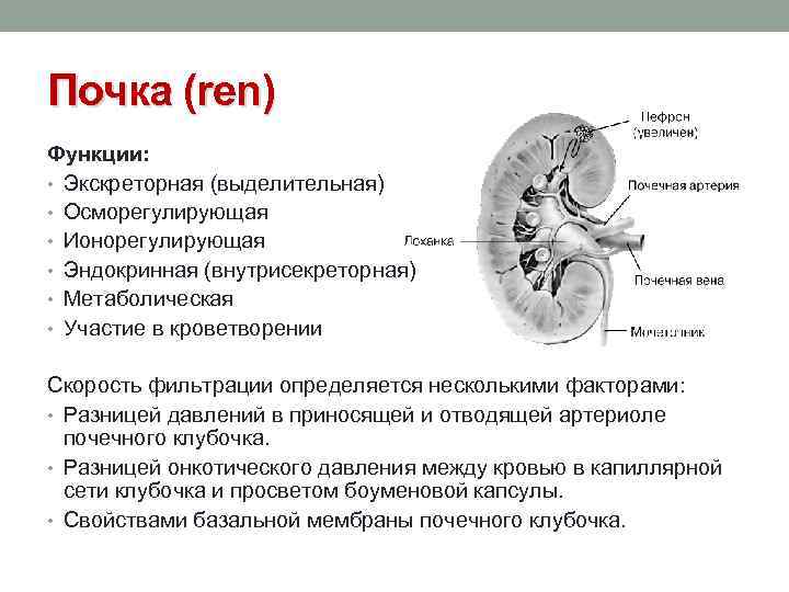 Почка (ren) Функции: • Экскреторная (выделительная) • Осморегулирующая • Ионорегулирующая • Эндокринная (внутрисекреторная) •