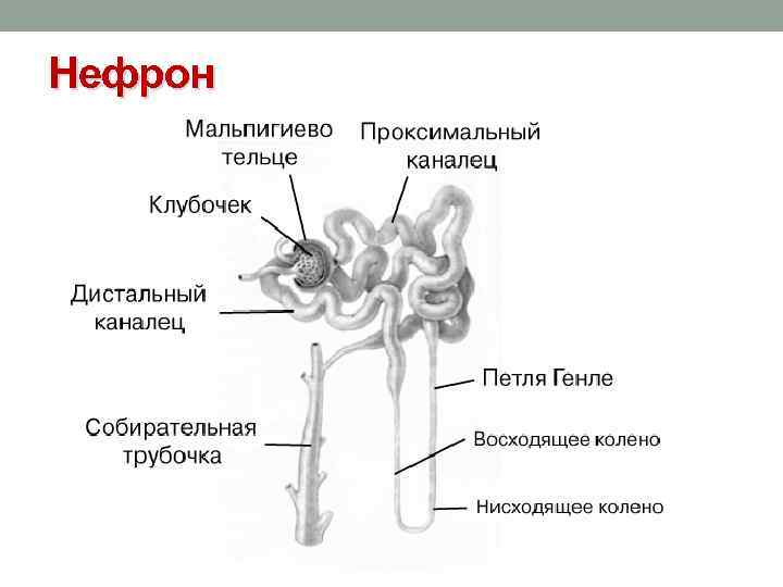 Нефрон 