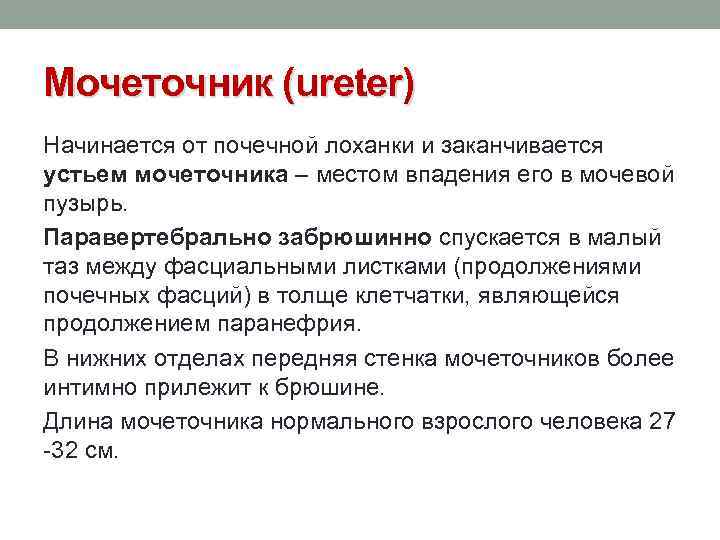 Мочеточник (ureter) Начинается от почечной лоханки и заканчивается устьем мочеточника – местом впадения его