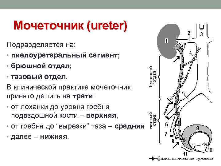 Мочеточник (ureter) Подразделяется на: • пиелоуретеральный сегмент; • брюшной отдел; • тазовый отдел. В