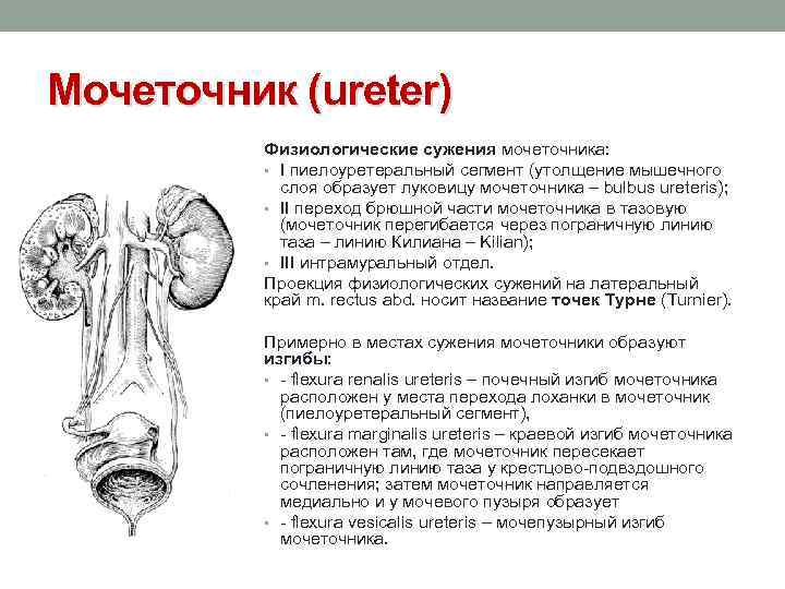 Мочеточник (ureter) Физиологические сужения мочеточника: • I пиелоуретеральный сегмент (утолщение мышечного слоя образует луковицу