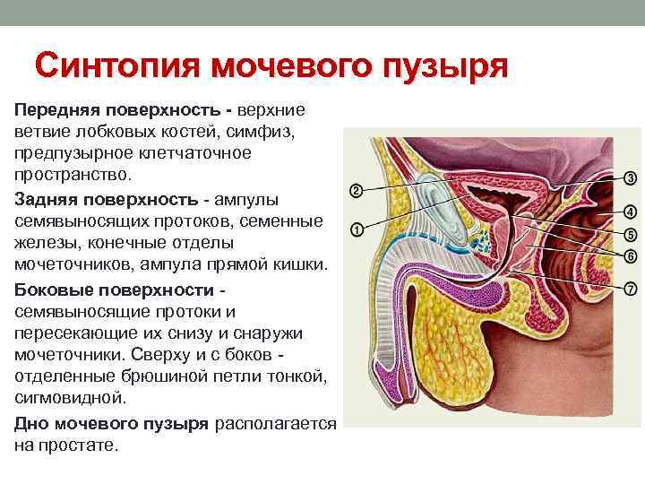 Синтопия мочевого пузыря Передняя поверхность - верхние ветвие лобковых костей, симфиз, предпузырное клетчаточное пространство.