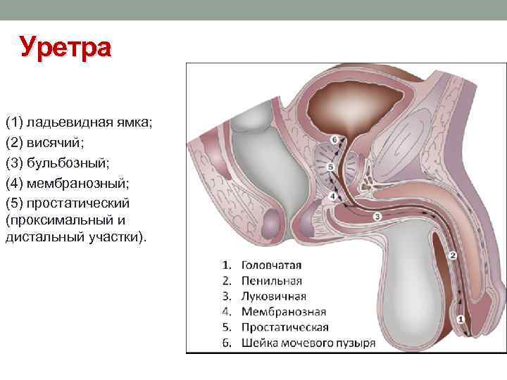 Уретра (1) ладьевидная ямка; (2) висячий; (3) бульбозный; (4) мембранозный; (5) простатический (проксимальный и