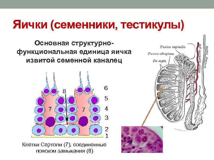 Яички (семенники, тестикулы) Основная структурнофункциональная единица яичка извитой семенной каналец Клетки Сертоли (7), соединенные