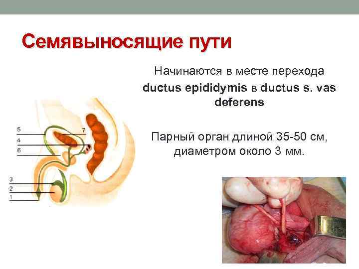 Семявыносящие пути Начинаются в месте перехода ductus epididymis в ductus s. vas deferens Парный