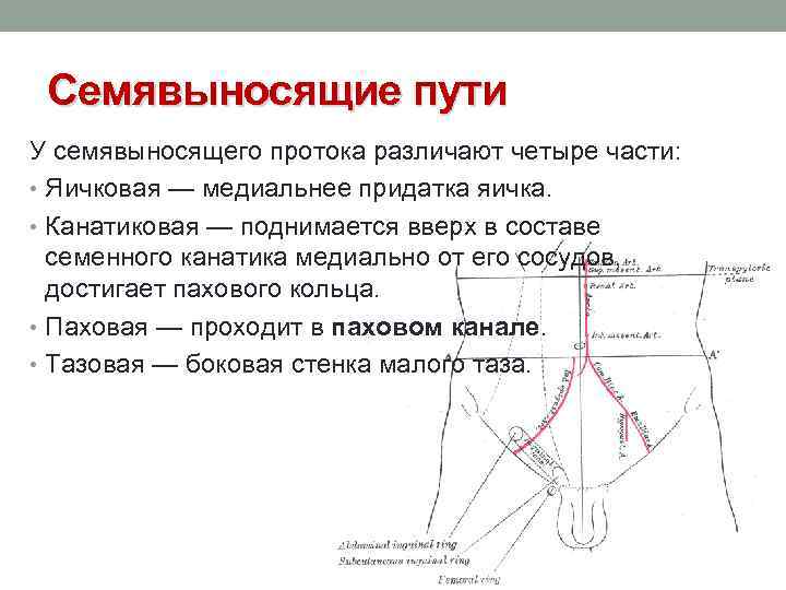 Семявыносящие пути У семявыносящего протока различают четыре части: • Яичковая — медиальнее придатка яичка.