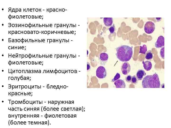 Клетка с базофильной цитоплазмой. Окраска гранул лимфоцитов. Эозинофильные базофильные и нейтрофильные гранулы. Базофильная окраска эритроцитов. Лимфоциты с гранулами в цитоплазме.