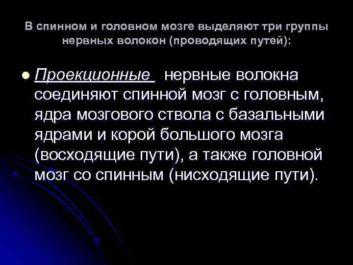 В спинном и головном мозге выделяют три группы нервных волокон (проводящих путей): l Проекционные