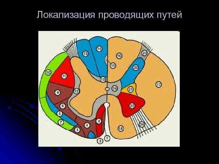 Локализация проводящих путей 