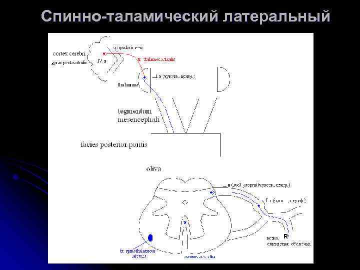 Спинно-таламический латеральный 