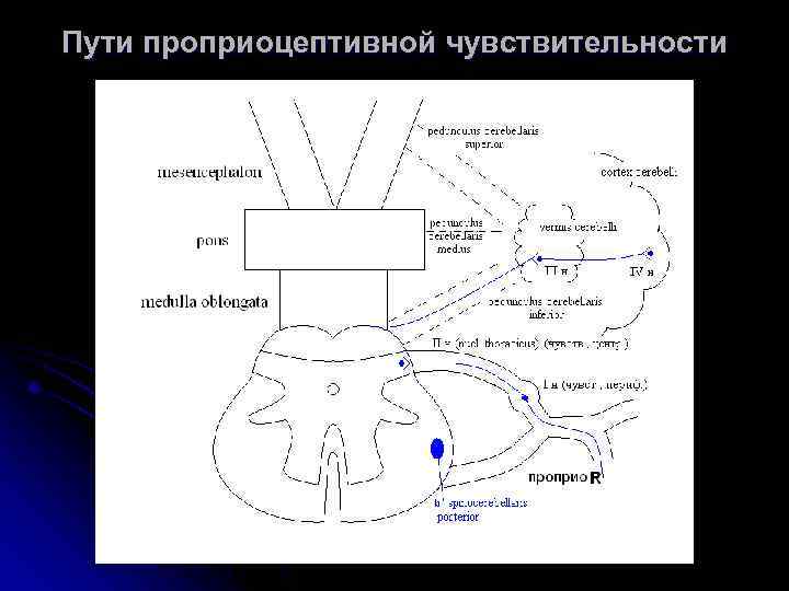 Пути проприоцептивной чувствительности 