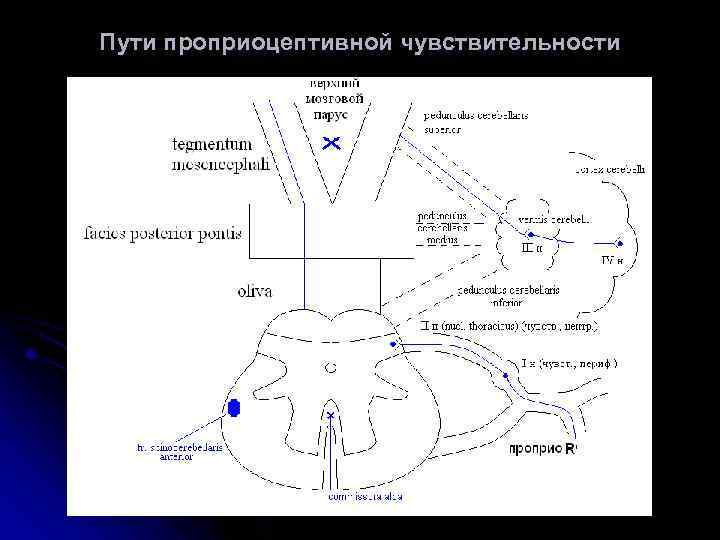 Бульботаламический путь схема