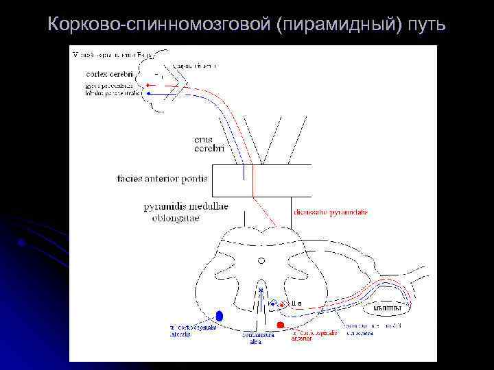 Корково-спинномозговой (пирамидный) путь 