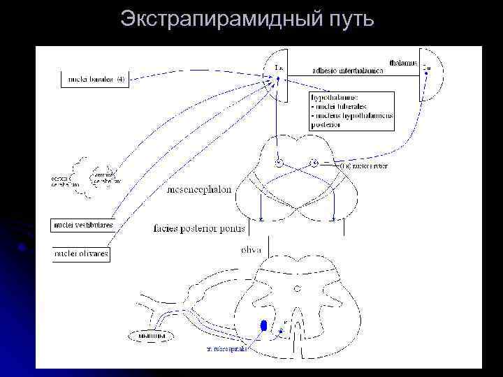 Проводящие пути экстрапирамидной системы. Экстрапирамидный путь неврология схема. Экстрапирамидные проводящие пути схема. Экстрапирамидная система неврология проводящие пути. Экстрапирамидный путь схема пути.