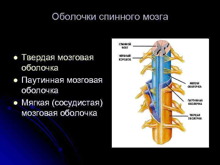 Оболочки спинного мозга l l l Твердая мозговая оболочка Паутинная мозговая оболочка Мягкая (сосудистая)
