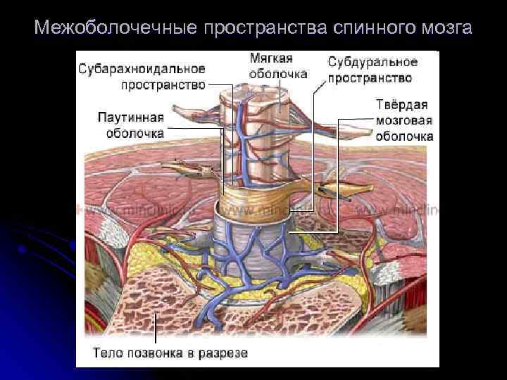 Межоболочечные пространства спинного мозга 