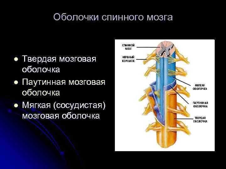Оболочки спинного мозга l l l Твердая мозговая оболочка Паутинная мозговая оболочка Мягкая (сосудистая)