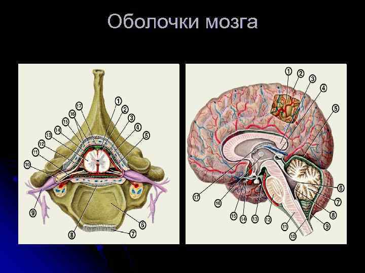 Оболочки мозга 