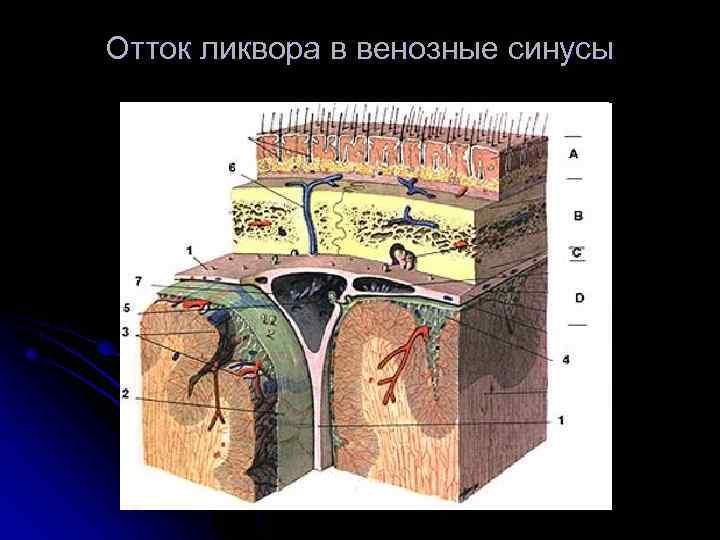 Отток ликвора в венозные синусы 