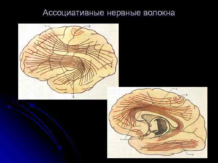 Ассоциативные нервные волокна 
