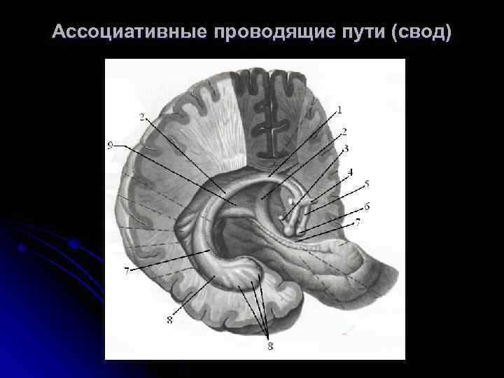 Ассоциативные проводящие пути (свод) 