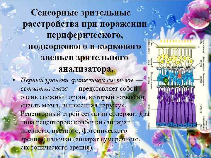 Сенсорные зрительные расстройства при поражении периферического, подкоркового и коркового звеньев зрительного анализатора. • Первый