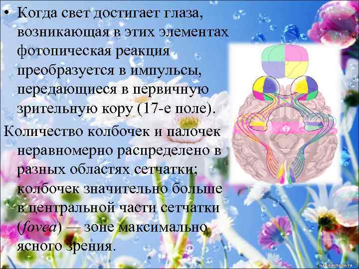  • Когда свет достигает глаза, возникающая в этих элементах фотопическая реакция преобразуется в