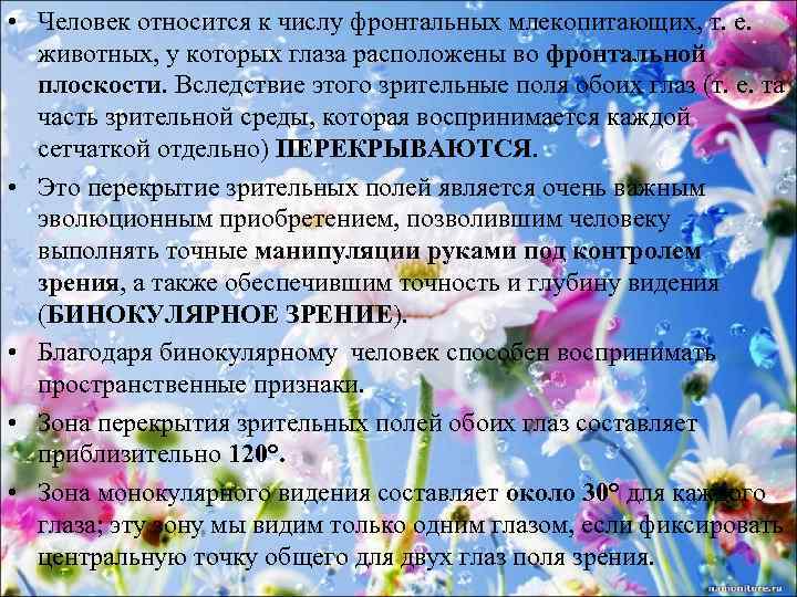  • Человек относится к числу фронтальных млекопитающих, т. е. животных, у которых глаза