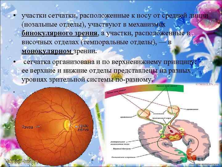  • участки сетчатки, расположенные к носу от средней линии (нозальные отделы), участвуют в