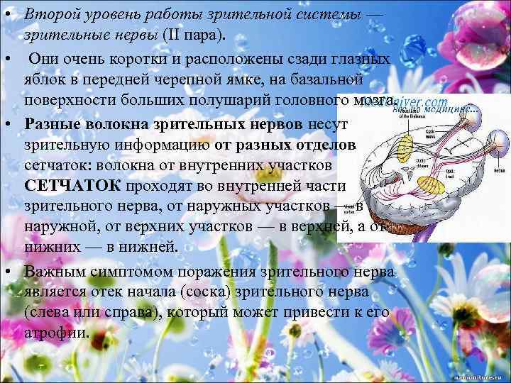  • Второй уровень работы зрительной системы — зрительные нервы (II пара). • Они