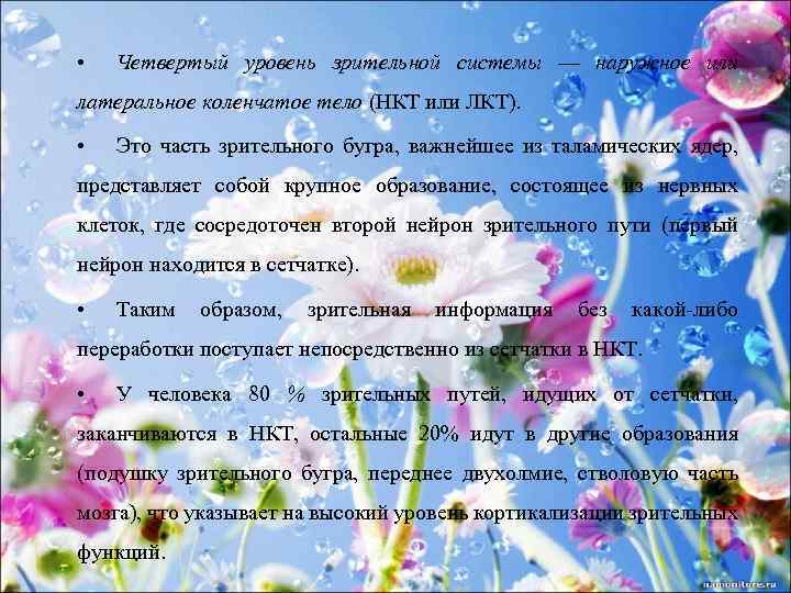  • Четвертый уровень зрительной системы — наружное или латеральное коленчатое тело (НКТ или