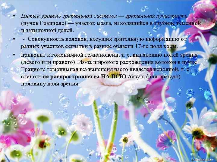  • Пятый уровень зрительной системы — зрительная лучистость (пучок Грациоле) — участок мозга,