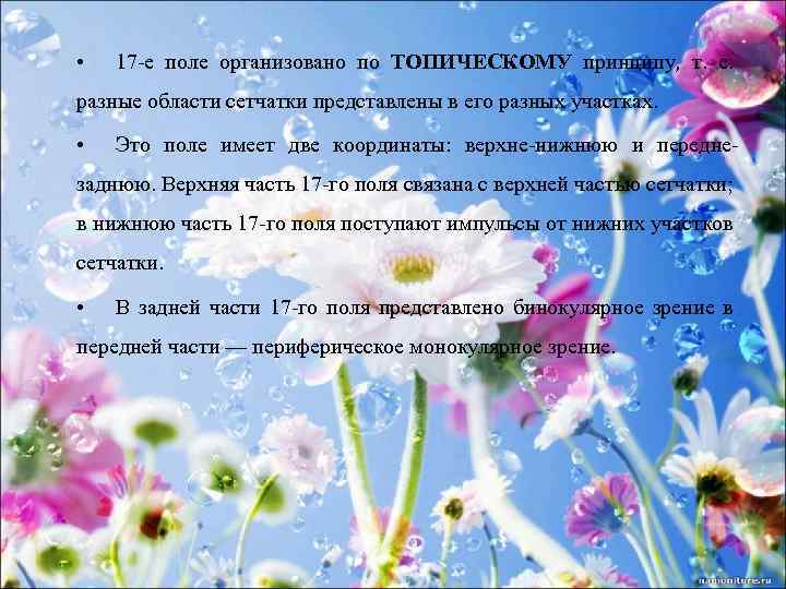  • 17 -е поле организовано по ТОПИЧЕСКОМУ принципу, т. е. разные области сетчатки