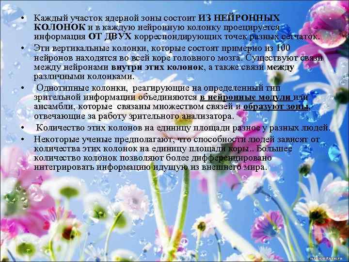  • Каждый участок ядерной зоны состоит ИЗ НЕЙРОННЫХ КОЛОНОК и в каждую нейронную