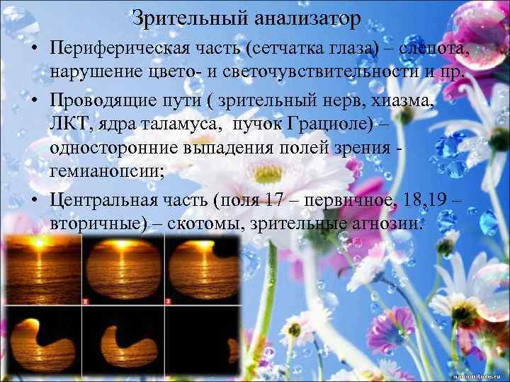 Зрительный анализатор • Периферическая часть (сетчатка глаза) – слепота, нарушение цвето- и светочувствительности и