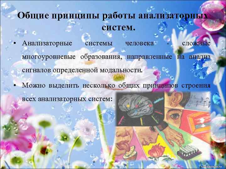 Общие принципы работы анализаторных систем. • Анализаторные системы человека - сложные многоуровневые образования, направленные