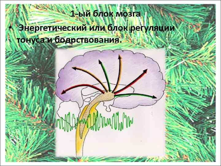 1 -ый блок мозга • Энергетический или блок регуляции тонуса и бодрствования. 