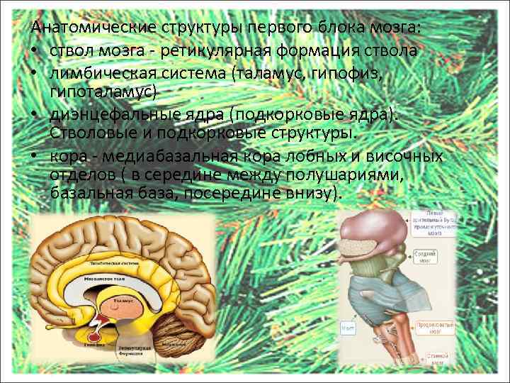 Анатомические структуры первого блока мозга: • ствол мозга - ретикулярная формация ствола • лимбическая