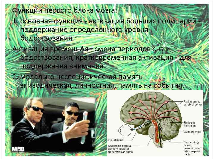 Функции первого блока мозга: 1. основная функция - активация больших полушарий - поддержание определенного