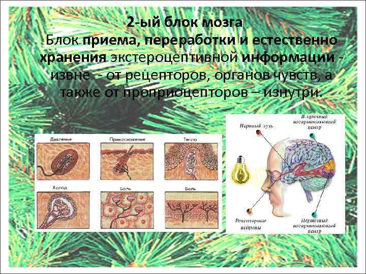 2 -ый блок мозга Блок приема, переработки и естественно хранения экстероцептивной информации - извне