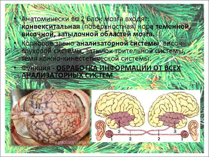  • Анатомически во 2 блок мозга входят: конвекситальная (поверхностная) кора теменной, височной, затылочной