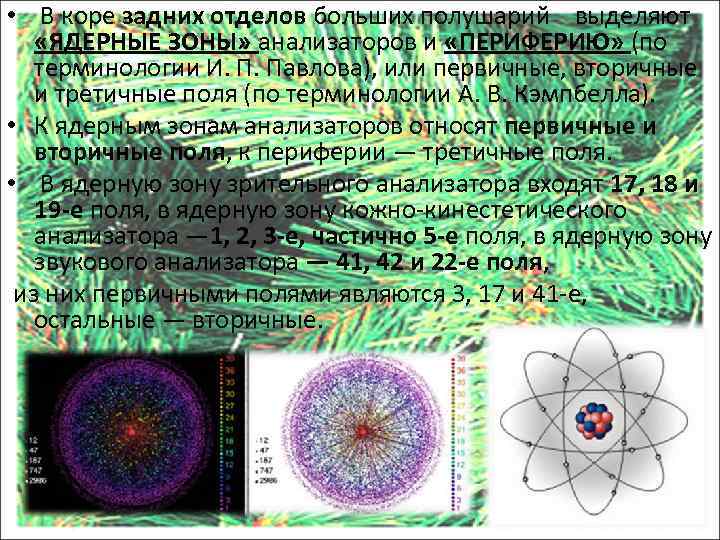  • В коре задних отделов больших полушарий выделяют «ЯДЕРНЫЕ ЗОНЫ» анализаторов и «ПЕРИФЕРИЮ»