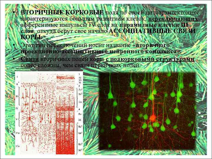  • ВТОРИЧНЫЕ КОРКОВЫЕ поля по своей цитоархитектонике характеризуются большим развитием клеток, переключающих афферентные