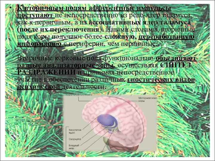  • К вторичным полям афферентные импульсы поступают не непосредственно из реле-ядер таламуса, как